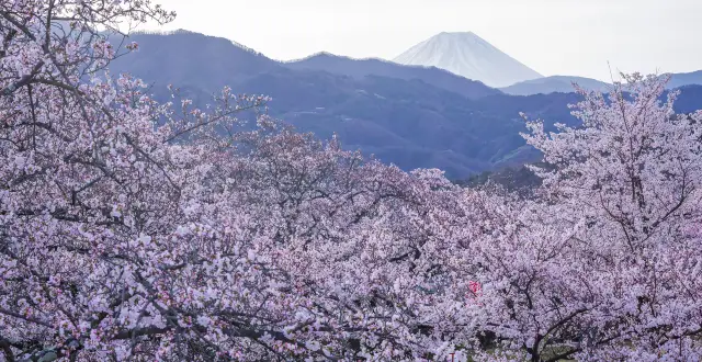 Yamanashi Cherry Blossom Appreciation