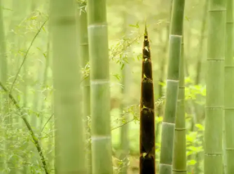 Southen Sichuan Bamboo Sea