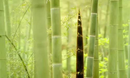 Southen Sichuan Bamboo Sea