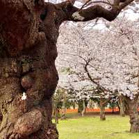 代々木公園の桜