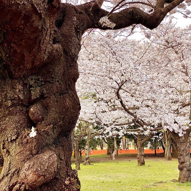 代々木公園の桜