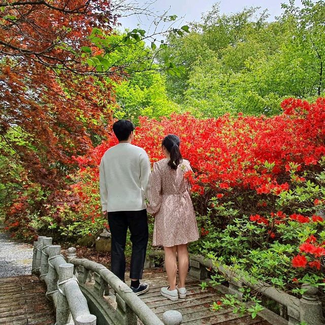 알록달록 철쭉터널 남미륵사
