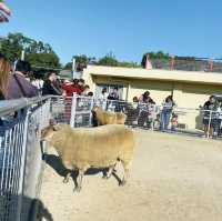 大阪親子遊 必去動物園 