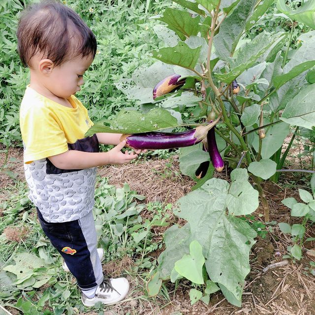 非一般農莊體驗