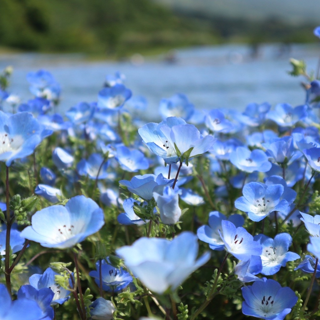 すっかり春の心地よい季節になりましたね 千葉県富津市に Trip Com 富津の旅のブログ
