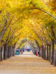 Ginkgo Time Tunnel