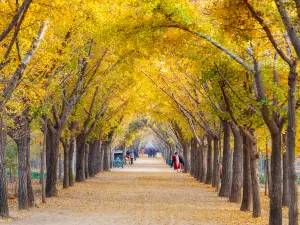 Ginkgo Time Tunnel