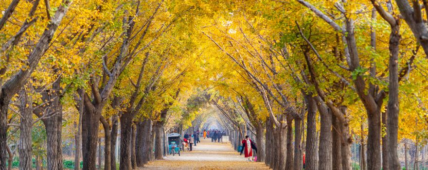 Ginkgo Time Tunnel