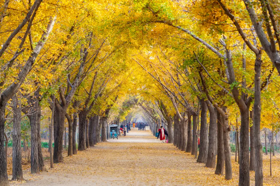 Ginkgo Time Tunnel