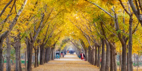 邳州銀杏時光隧道景區