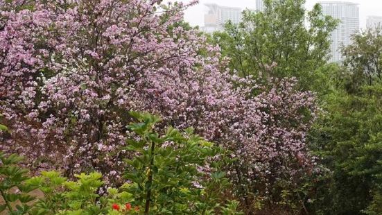 春暖花开，聚龙山公园踏青赏花，景色优美，风景宜人，约上三五好
