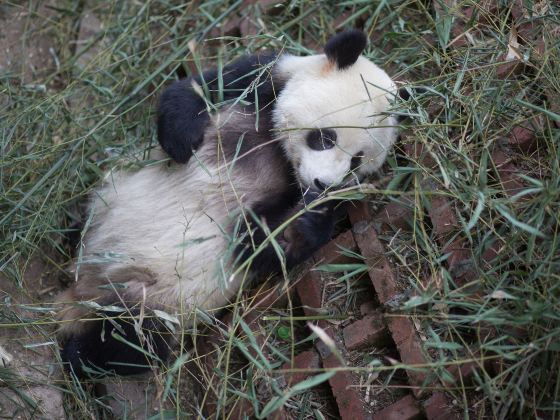 聖地亞哥動物園