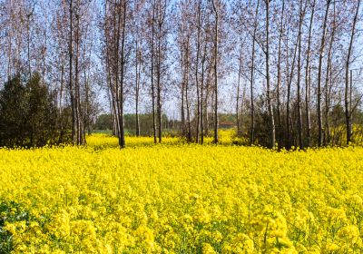 Maotianzhou Rape Flower Sea