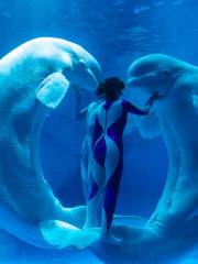 흰고래 극장 - 흰고래의 사랑