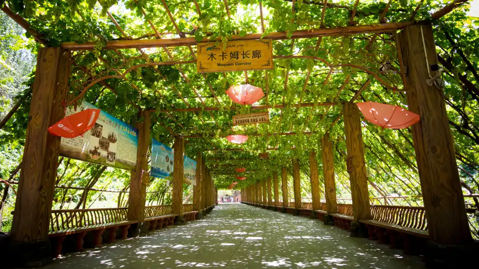 2_Grape Valley