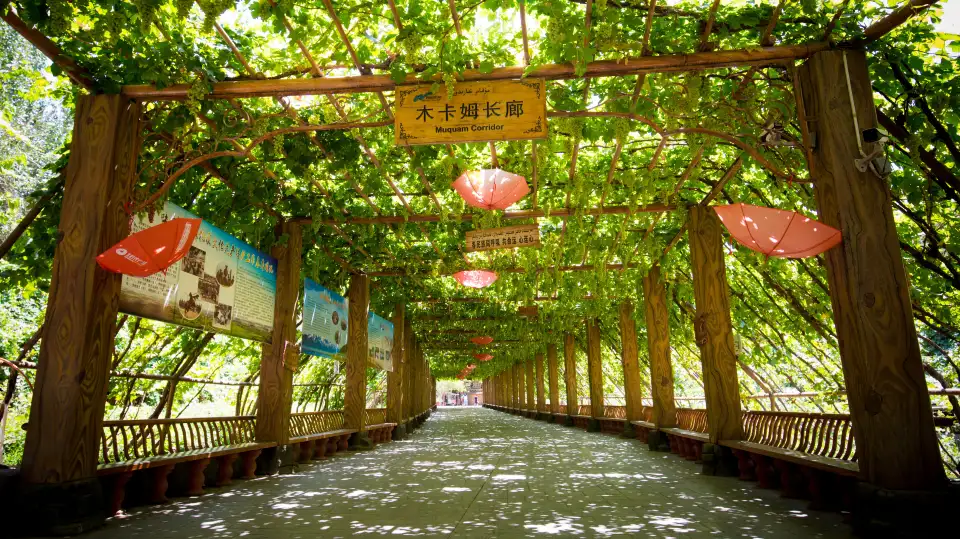 2_Grape Valley