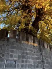 Millennium Ginkgo King in Yuntai Mountain