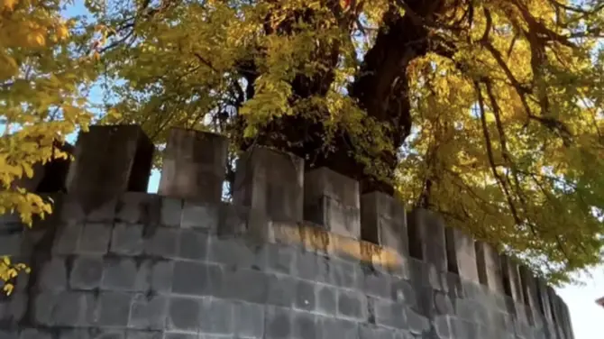 雲台山幹年銀杏王