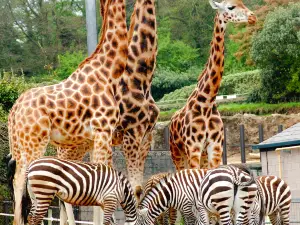 Belfast Zoo
