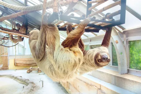 Zoologischer und Botanischer Garten der Haupstadt Budapest