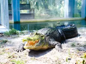 Tarpon Springs Aquarium and Animal Sanctuary
