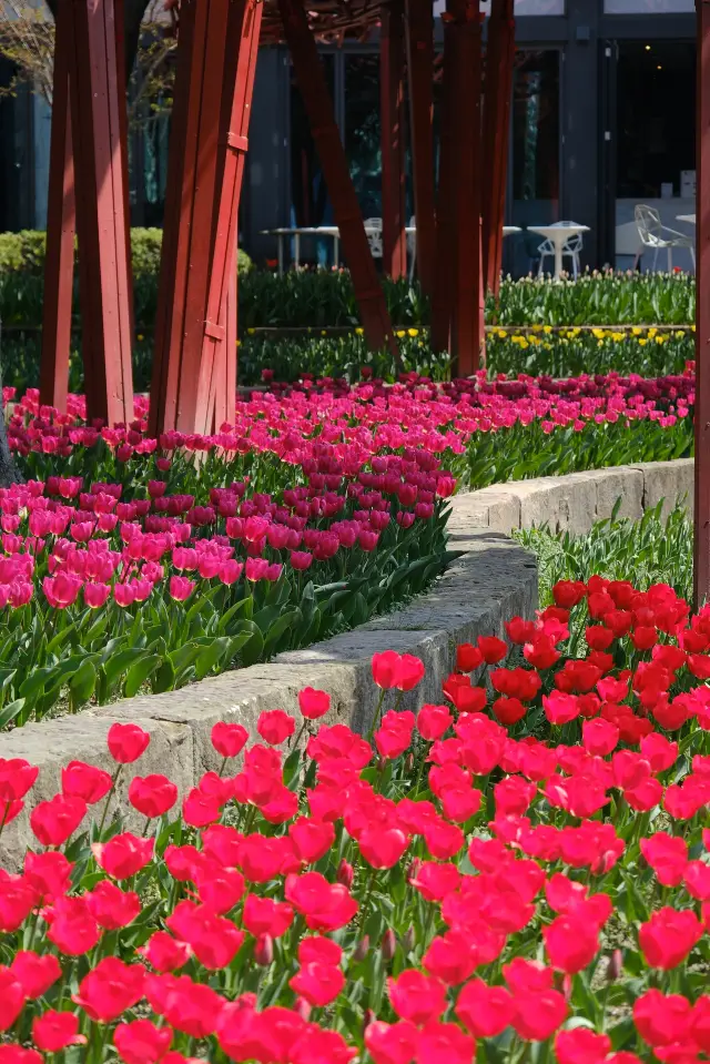 Tulip Viewing in Shanghai