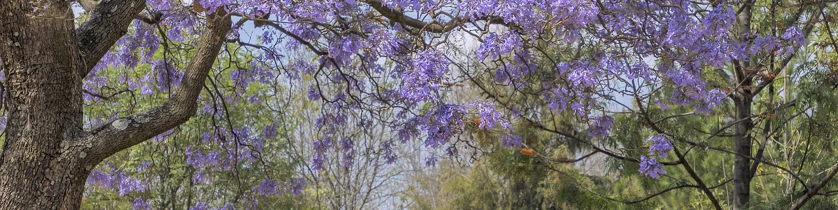 Spring Outings