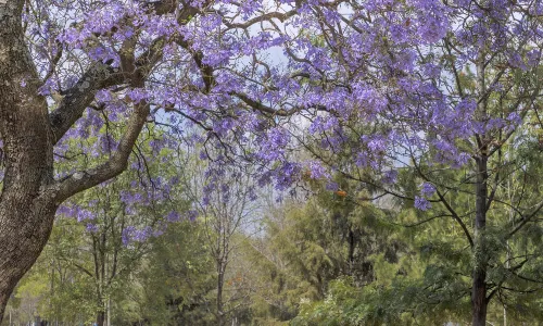Chapultepec Park