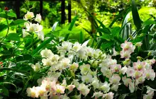 National Orchid Garden