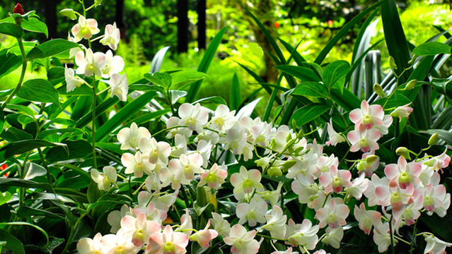 National Orchid Garden