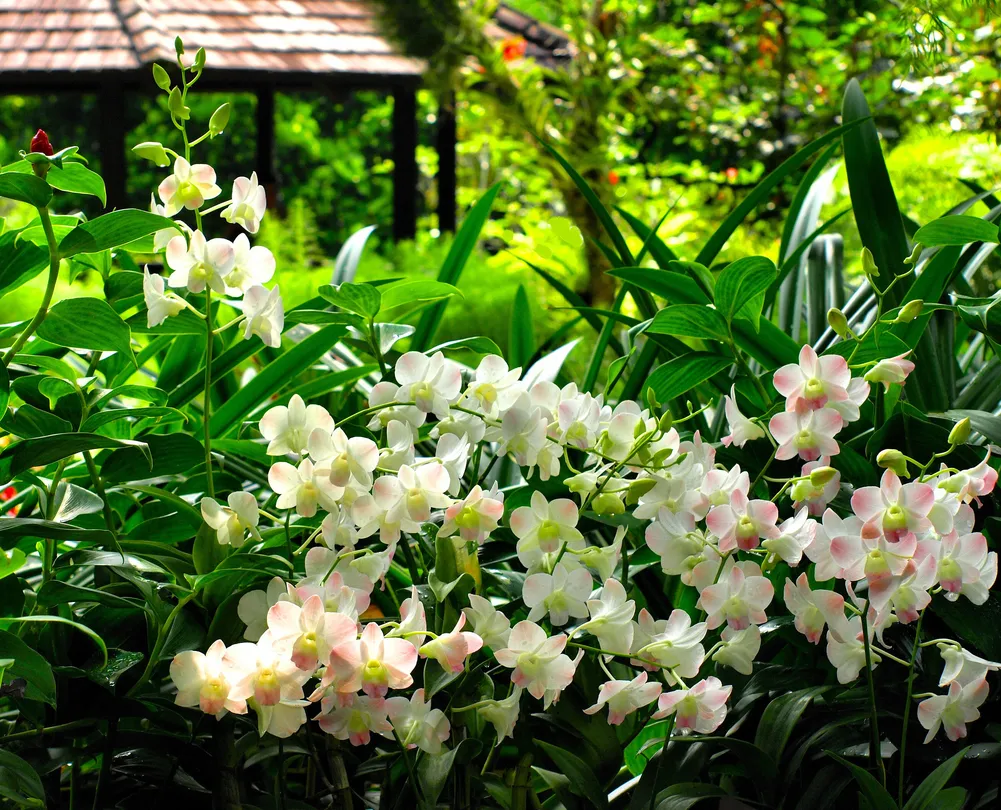 1_สวนกล้วยไม้แห่งชาติสิงคโปร์