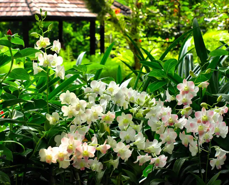 Hotels near National Orchid Garden