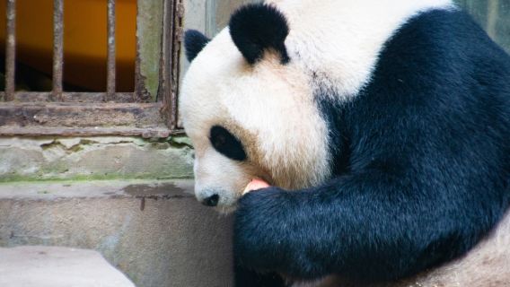 Fuzhou Panda World