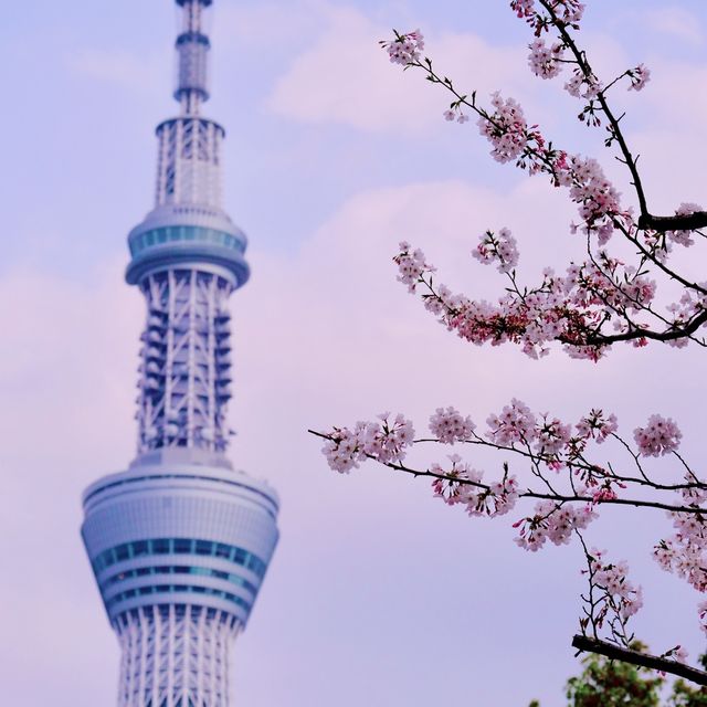 隅田川とスカイツリー、そして桜