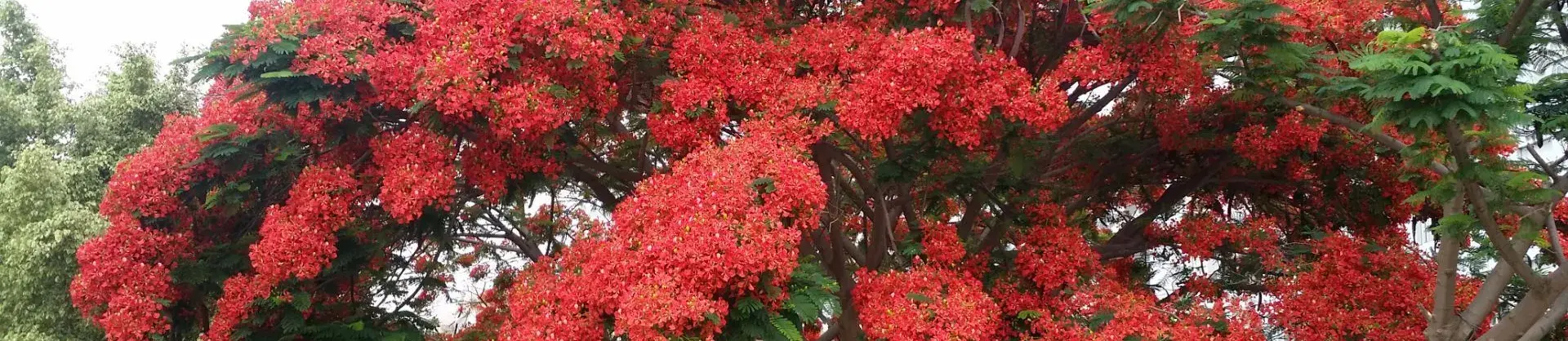 Fall Viewing Attractions