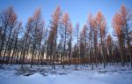 Saihanba Birch Forest