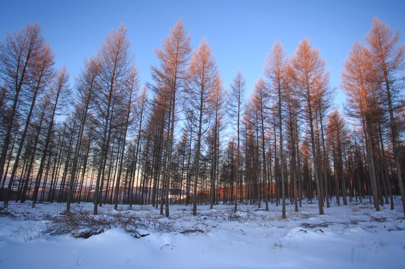 Saihanba Birch Forest