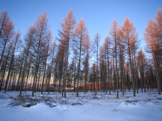 Saihanba Birch Forest