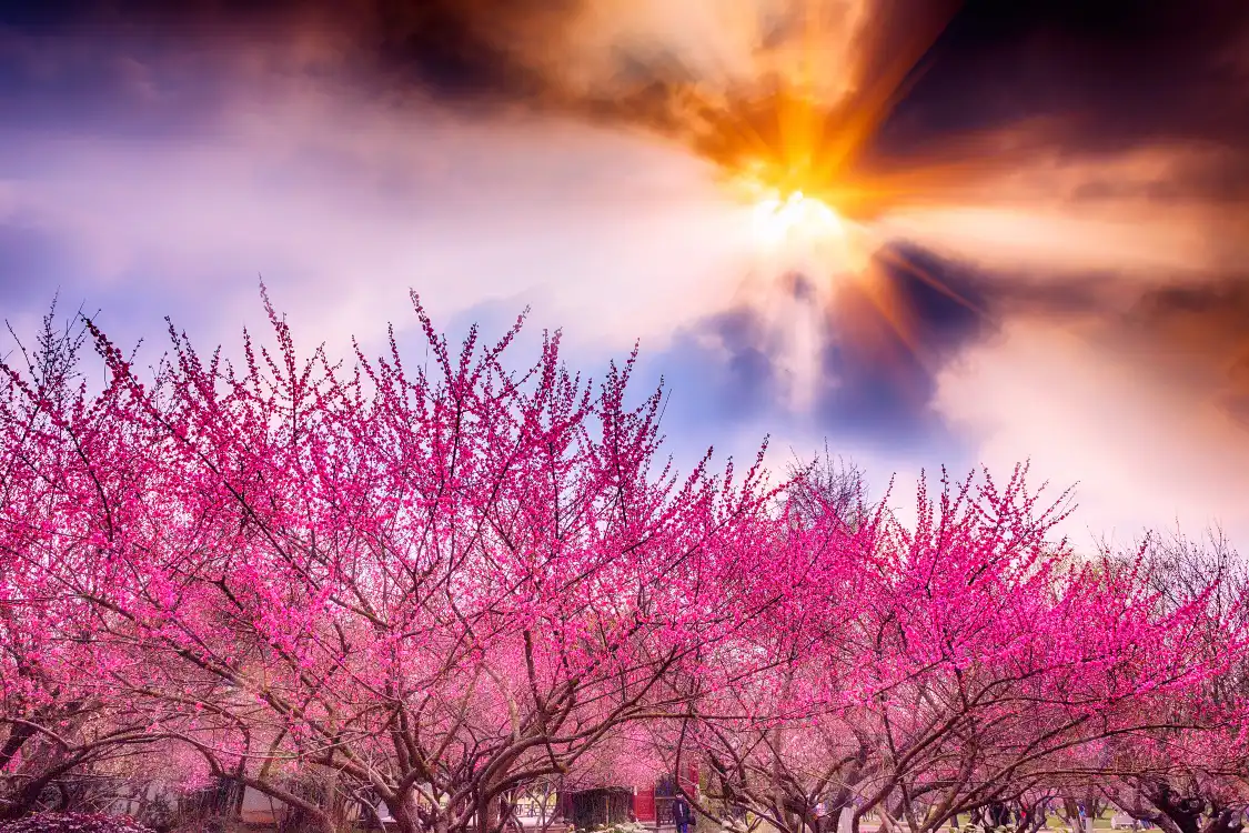 Hotels near Plum Garden