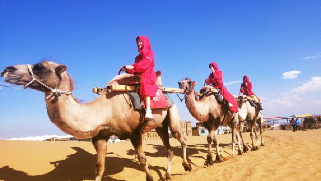 寧夏中衞沙坡頭·騰格裡沙漠·66號公路·純玩1日遊