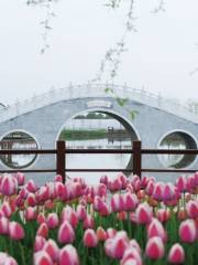 Dongxihu Tulip Theme Park