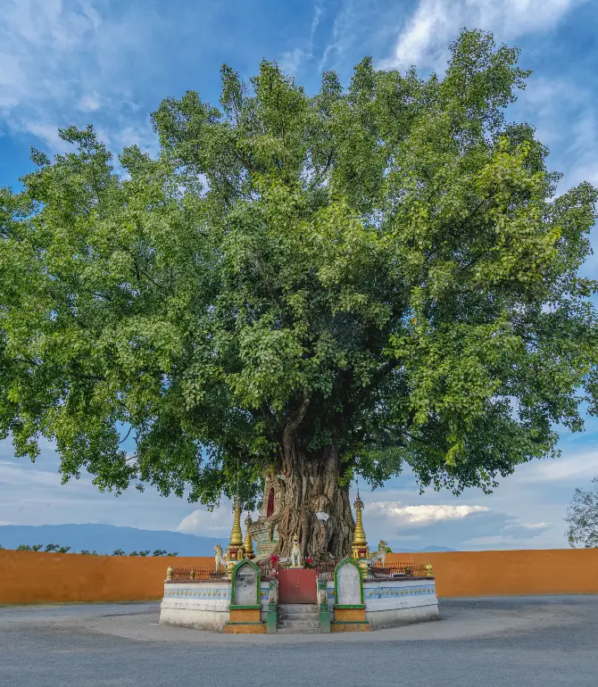 Mangshi