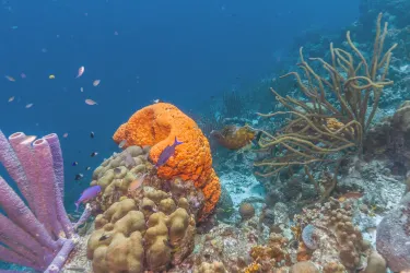 Bolifushi Island