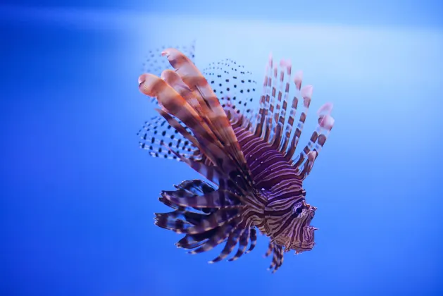 Отели с услугой баром в г. Камрань