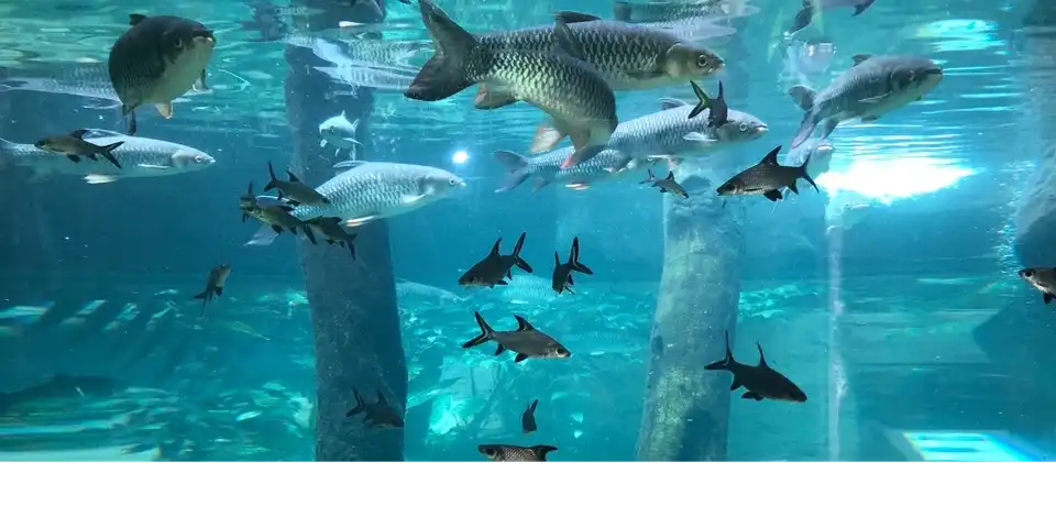 5_Underwater World Langkawi