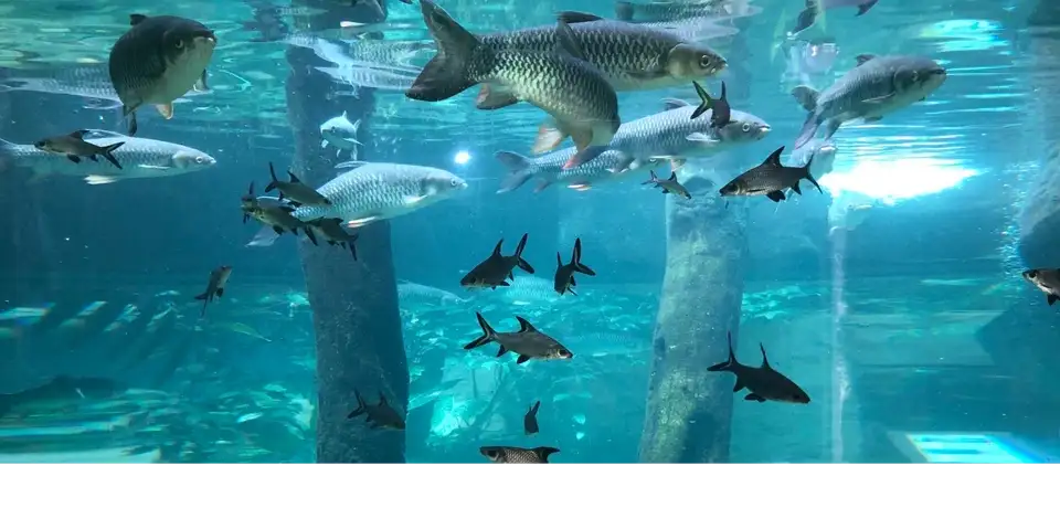 5_Underwater World Langkawi