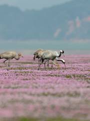 Poyang Lake Flower Sea