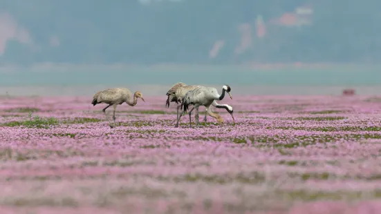 Poyang Lake Flower Sea