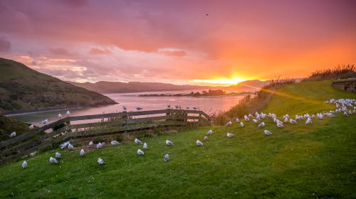 Royal Albatross Centre