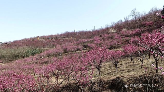 Qinling Thousand-Mu Red Plum Base